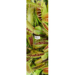 Grip Prey Flowers